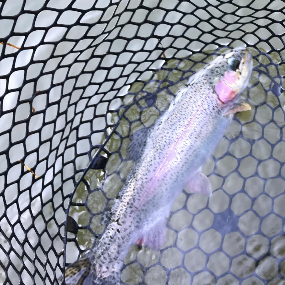 庄原でトラウトした!