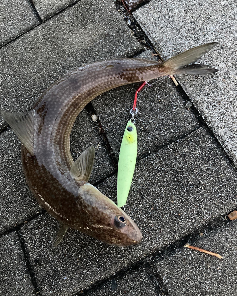 水潮タフコン。青牙2本。。