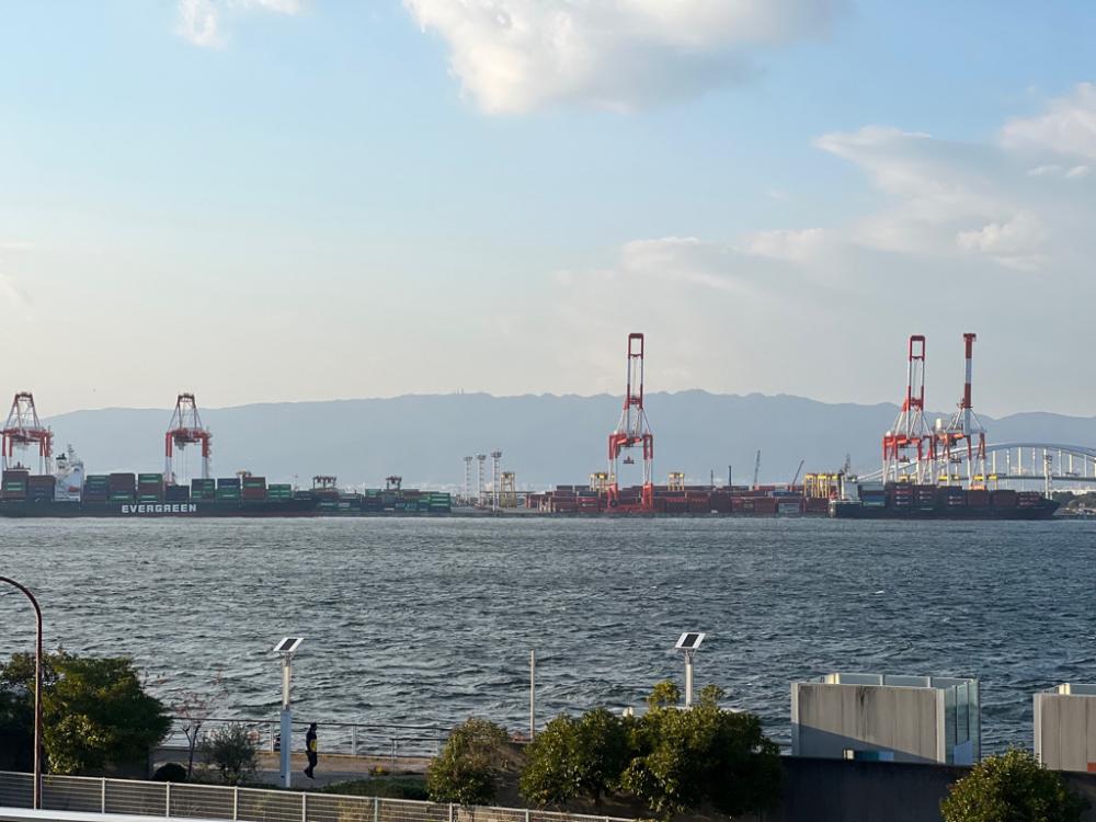 シーサイドコスモ、アイゴ数釣り