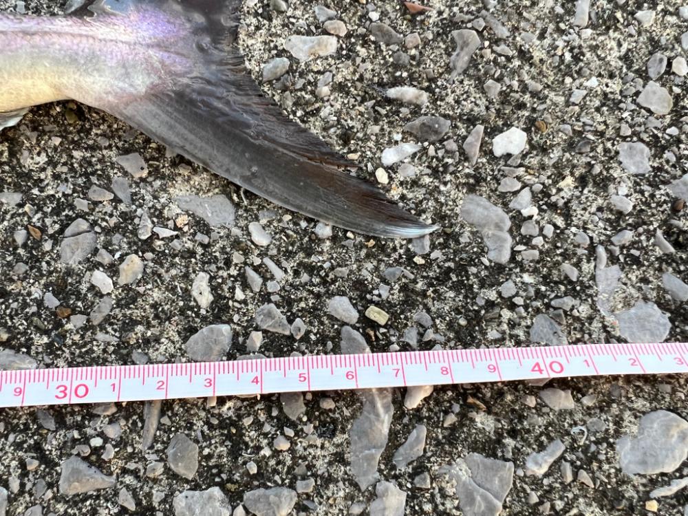 ボイル祭り!(笑)