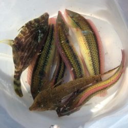 がまかつ公式投稿　調査編