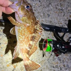 ライトロックフィッシュでガシラ