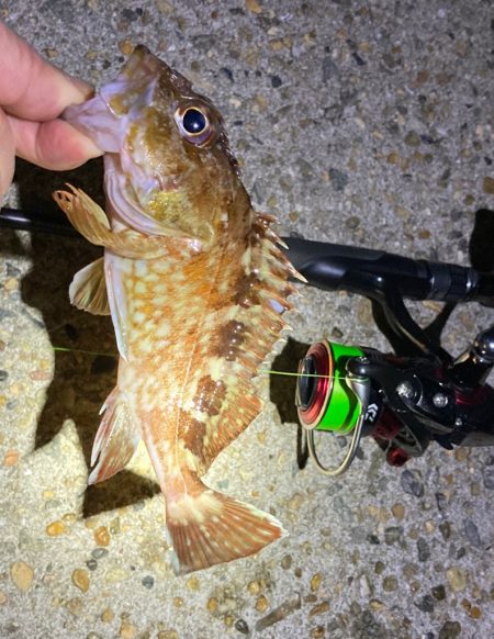 ライトロックフィッシュでガシラ