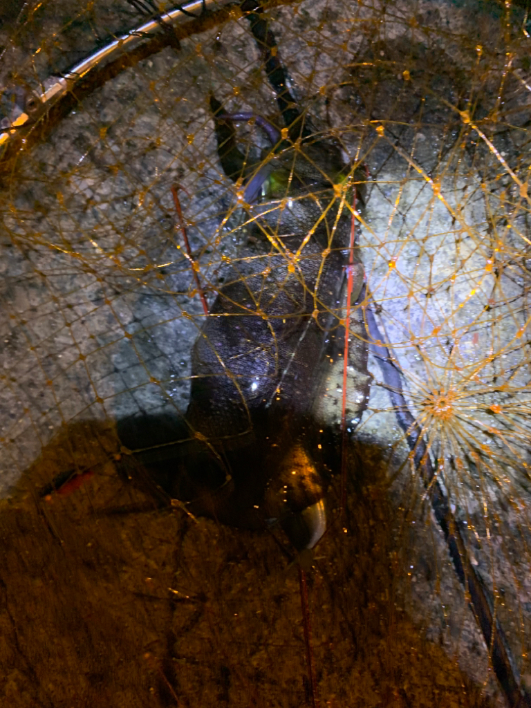 アオリイカ釣り