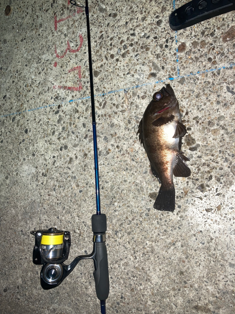 アジング修行へ