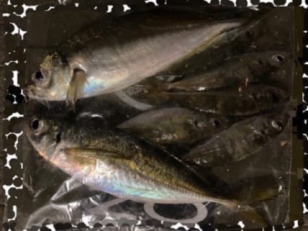 納得サイズ出ました