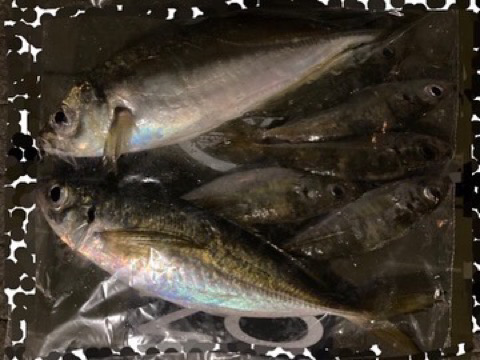 納得サイズ出ました