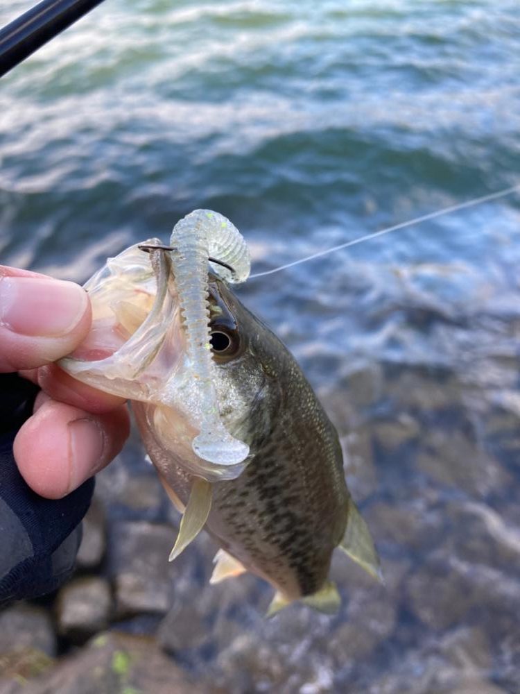 残りウィードを見つければ2桁釣果