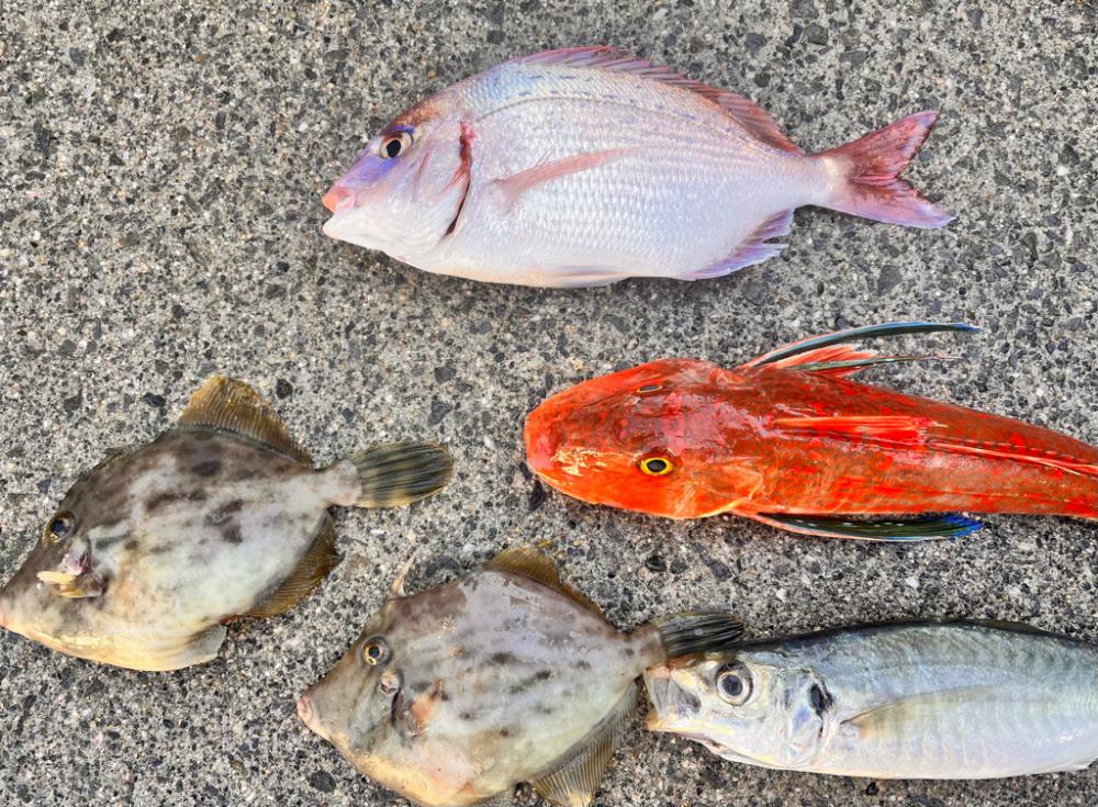 いろんな魚が釣れました
