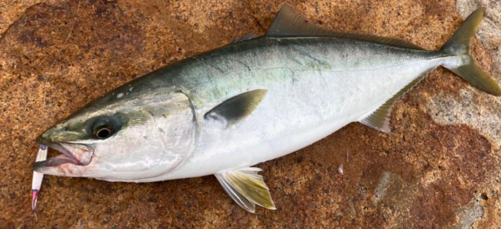 ロッド真っ二つ→ハマチ&メジロ→病院送り