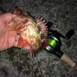 ベイトフィネスでライトロックフィッシュ