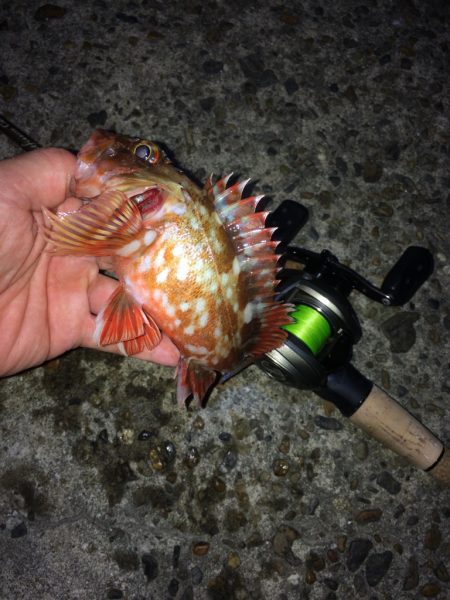 ベイトフィネスでライトロックフィッシュ