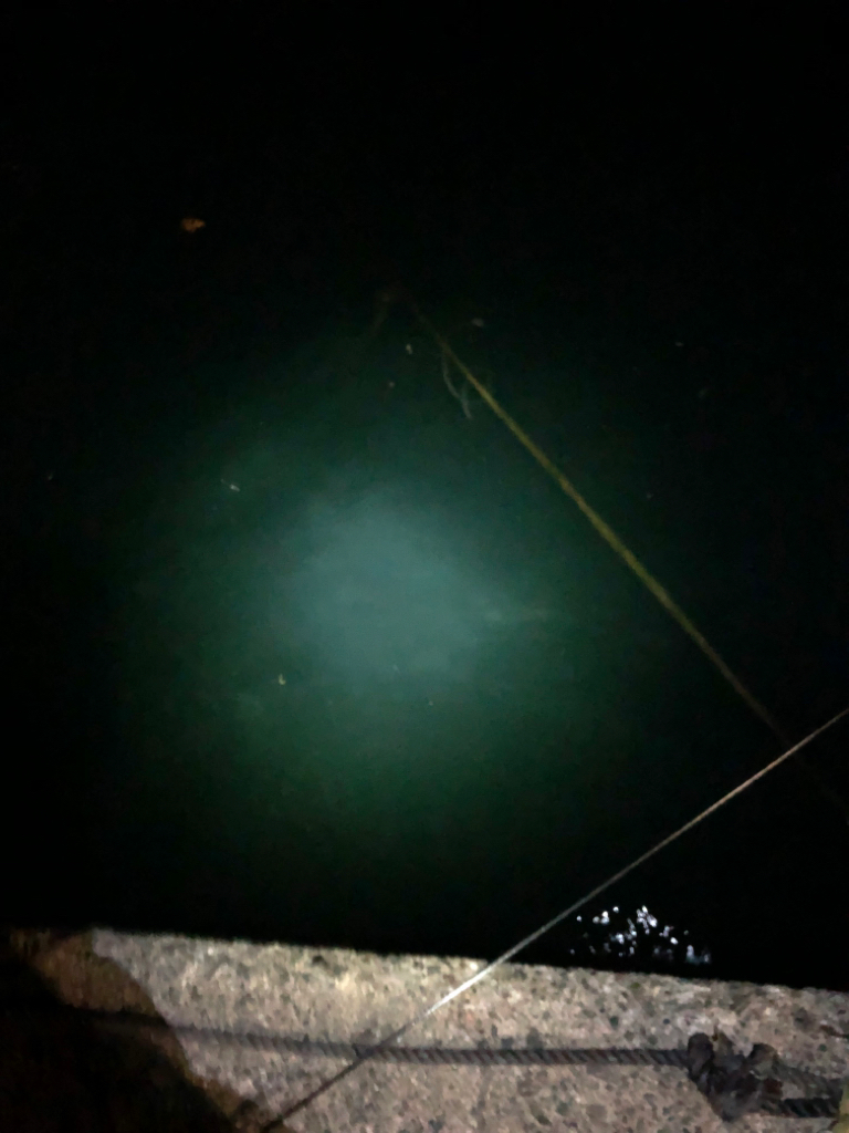 【若狭エリア】アオリイカ探し