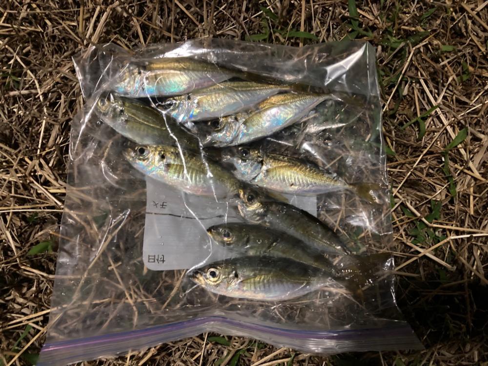 悶絶豆アジング