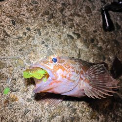 アコウ狙い　40UP釣りたい