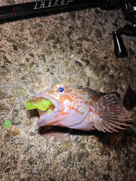 アコウ狙い　40UP釣りたい