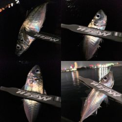 ボトム放置のアジング