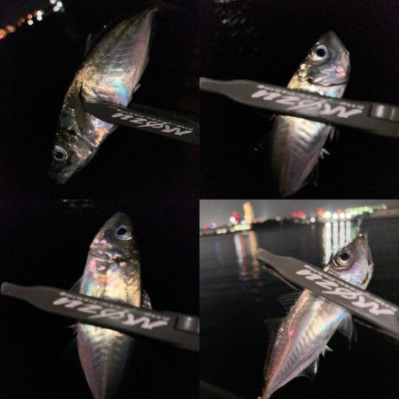 ボトム放置のアジング