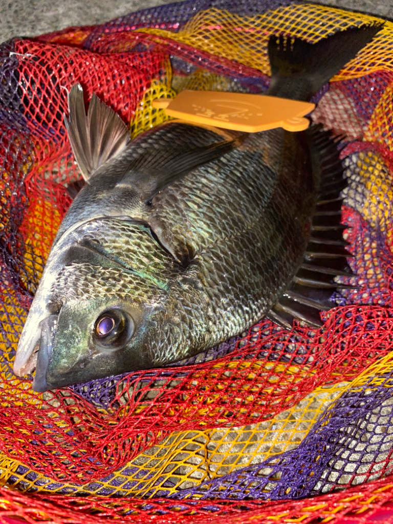 ヘチってきました