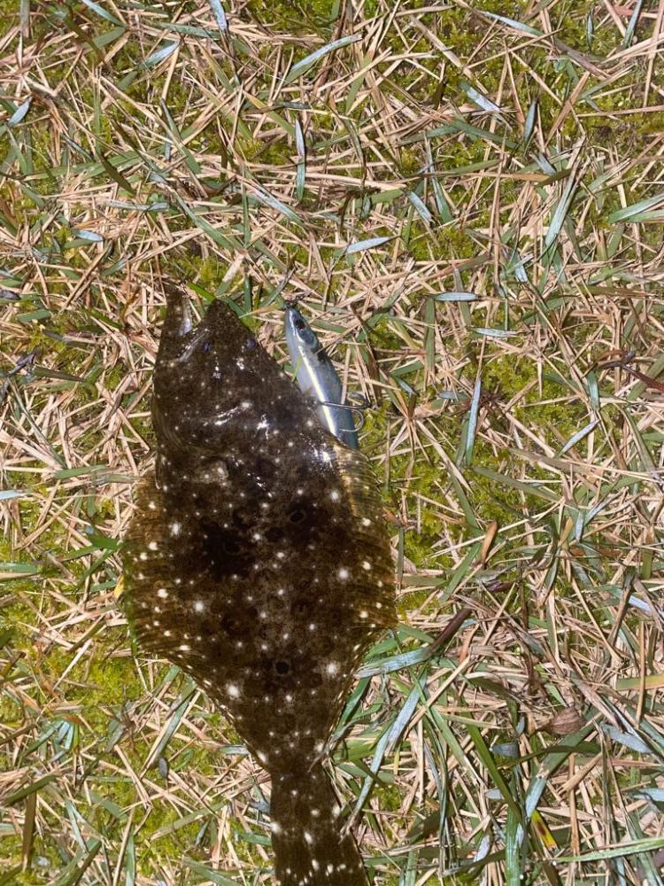 シーバス不調で子ヒラメ