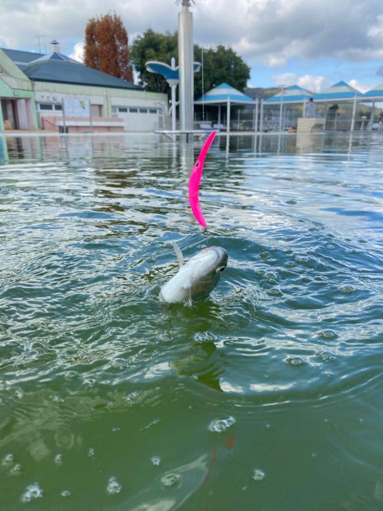 亀プー　エリアトラウト