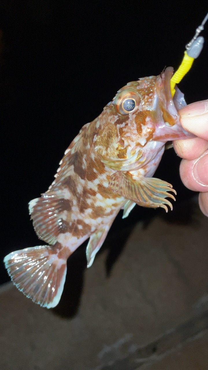 アジングで五目達成!