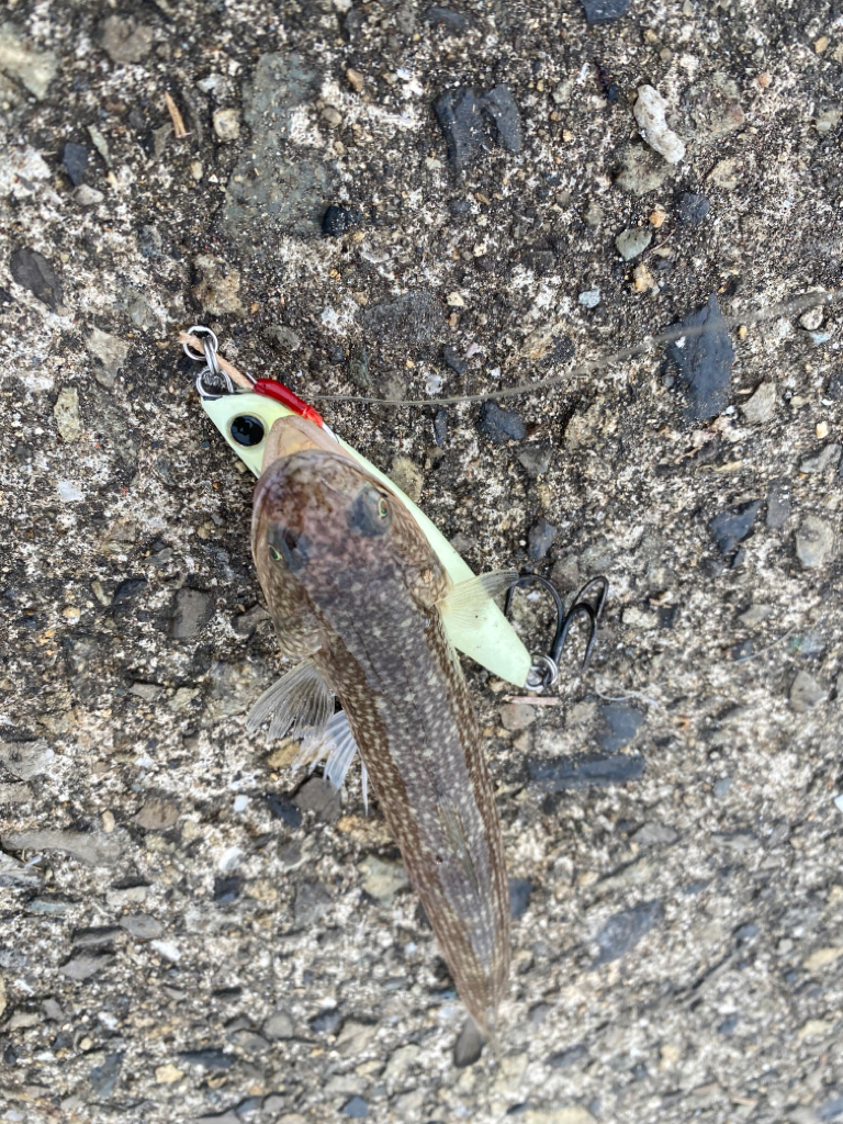 エソパラダイス