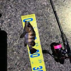 楽しいライトゲーム