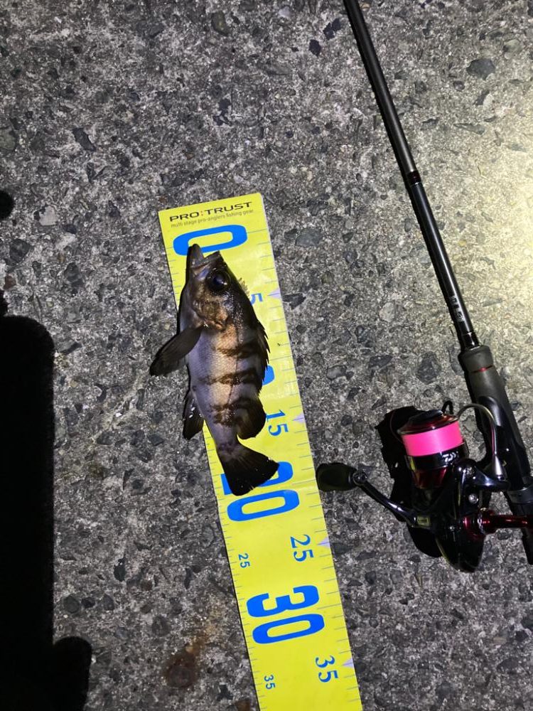 楽しいライトゲーム