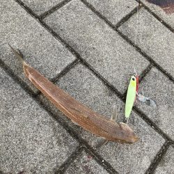 ドルフィンドリーム。青牙マルチ。。