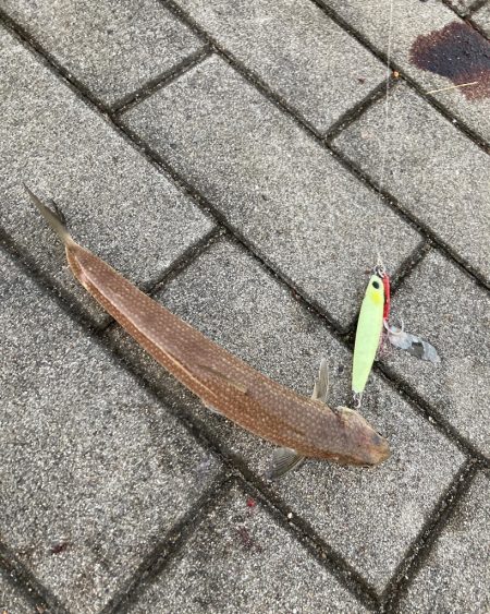 ドルフィンドリーム。青牙マルチ。。