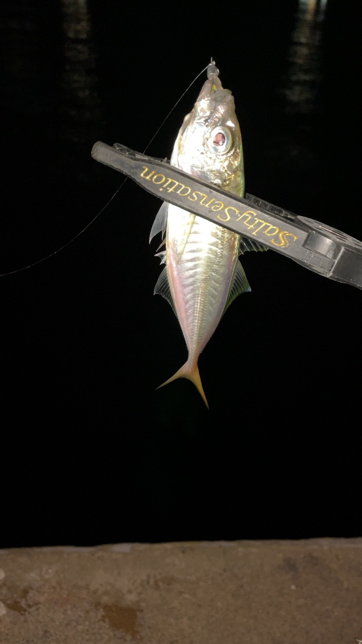 アジングナイト