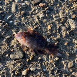 今季初アジング 記録更新初40cm