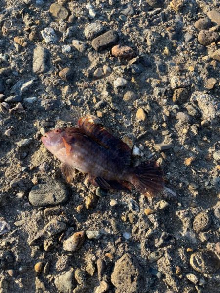 今季初アジング 記録更新初40cm