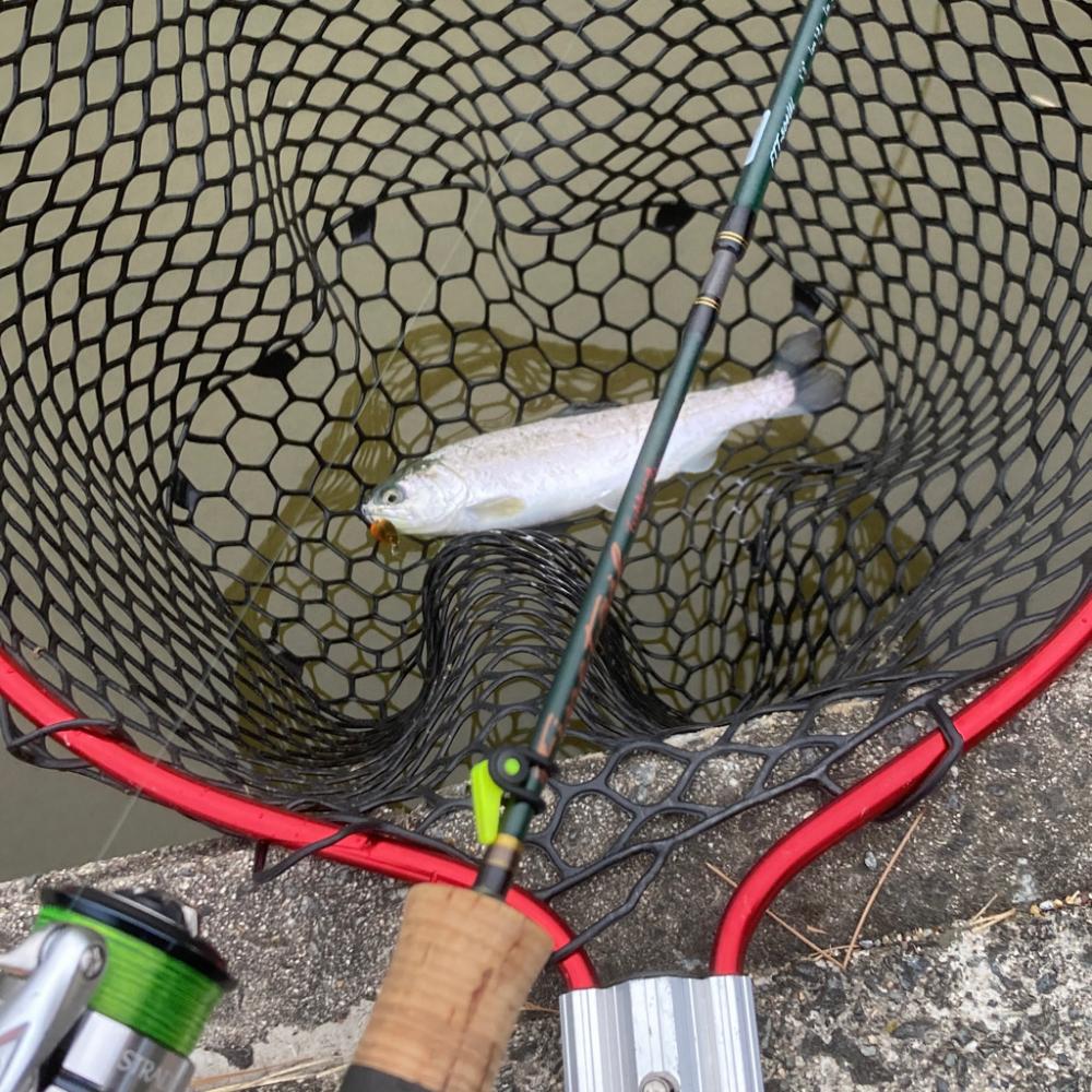 フィッシャーリゾート庄原コーホーめちゃ釣れる!