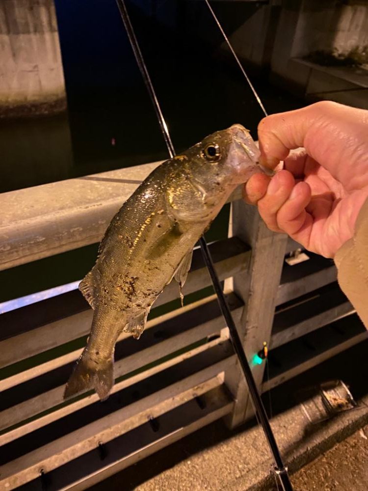 やっぱり楽しいわー