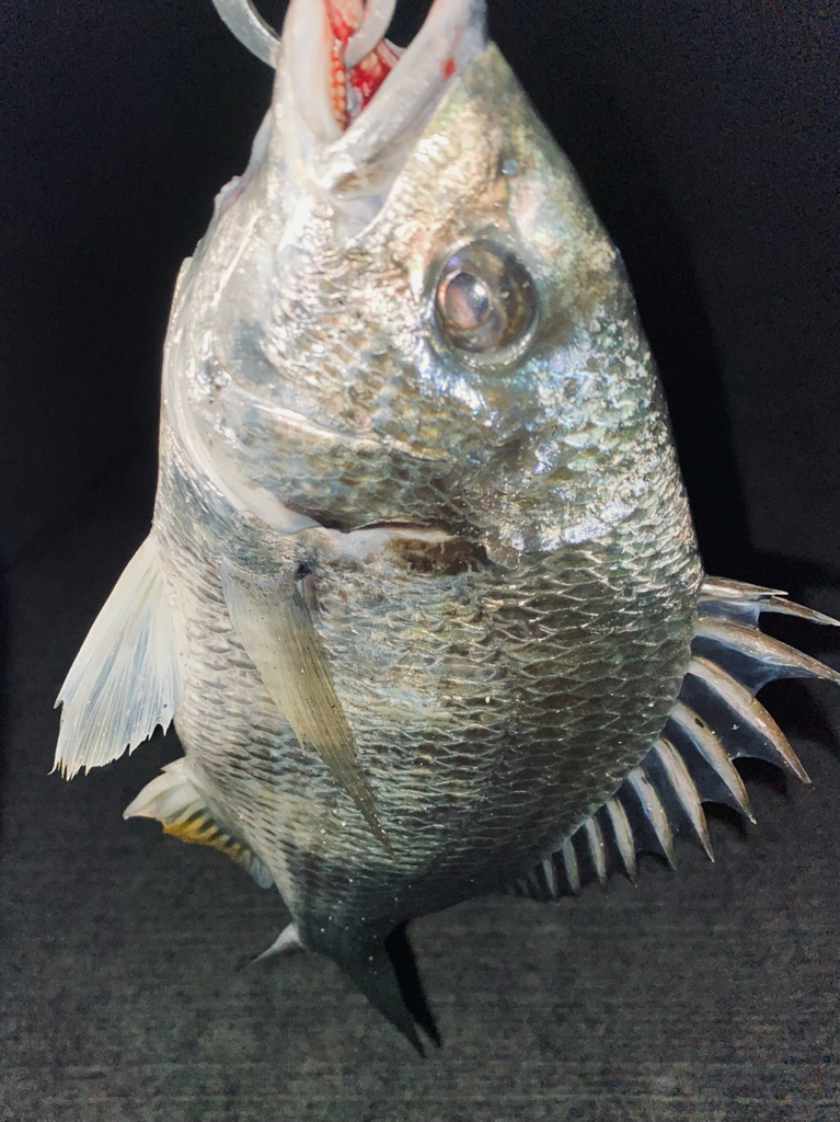 ヘチってきました