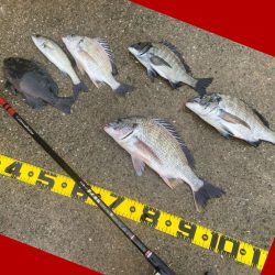 強い引きを期待して