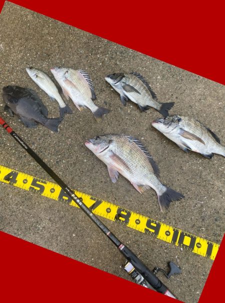 強い引きを期待して