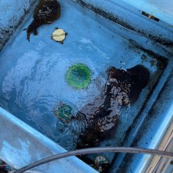 今季２杯目キロアップ