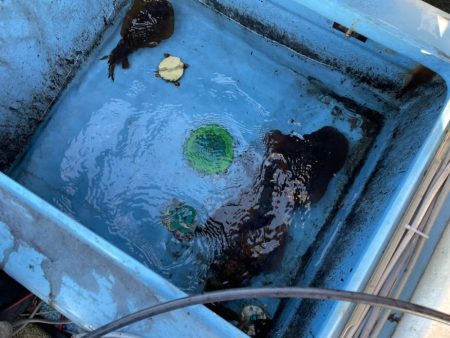 今季２杯目キロアップ