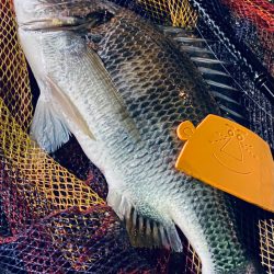 ヘチってきました