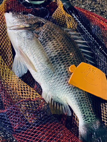 ヘチってきました