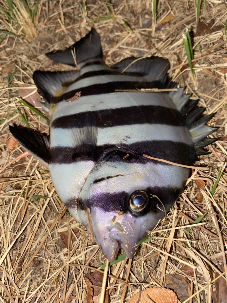 ヘチってきました