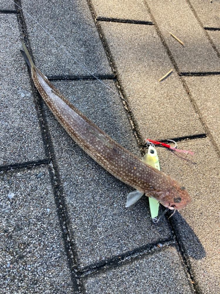 青牙掛けそ損じまくり。ハマチ44cm。。