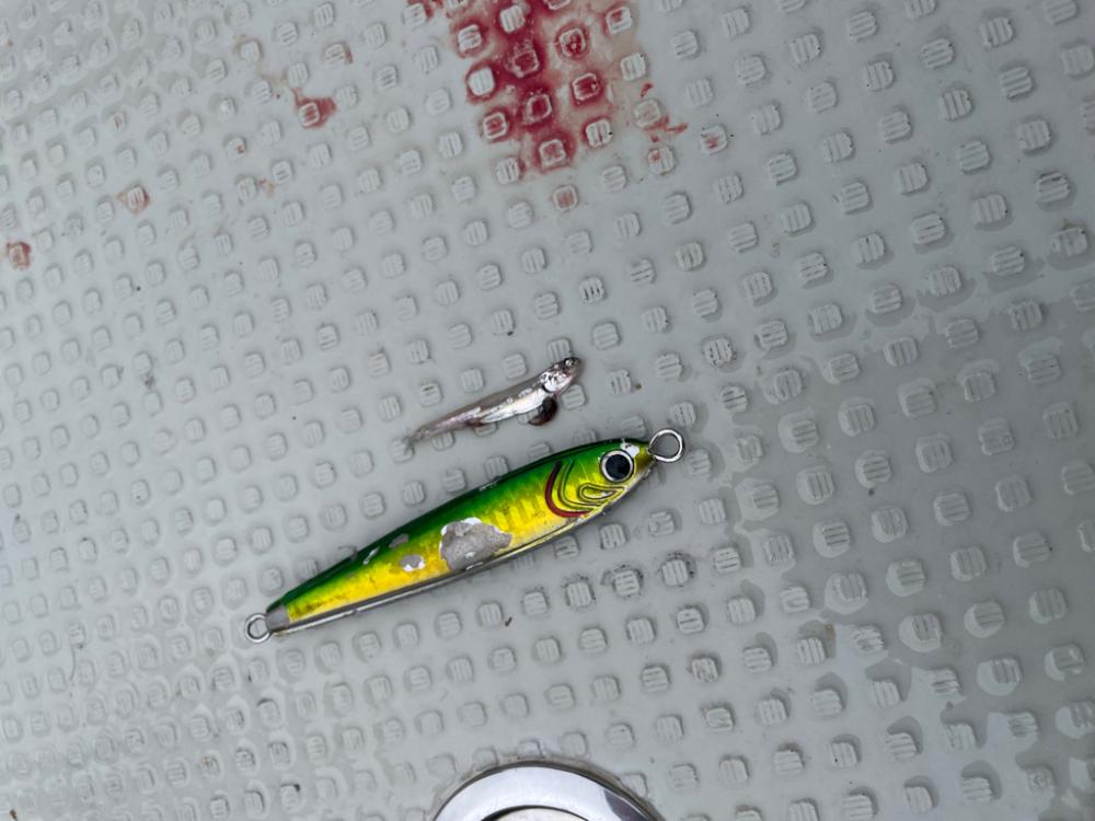 丹後沖　ライトジギング