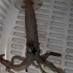 ロック〜エギング