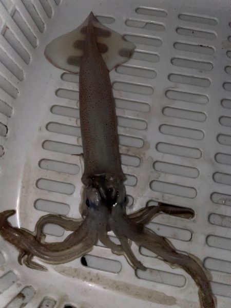 ロック〜エギング