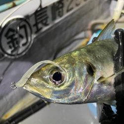 11月のボートアジング