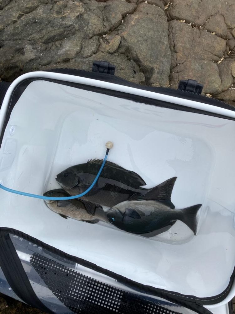 沖磯でグレ釣り